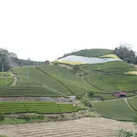 和束町の写真・動画_image_74285