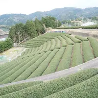 和束町の写真・動画_image_74287