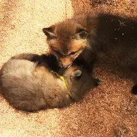 宮城蔵王キツネ村の写真・動画_image_74475