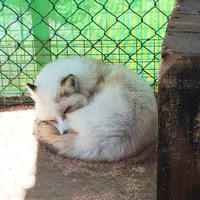宮城蔵王キツネ村の写真・動画_image_74476