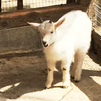 宮城蔵王キツネ村の写真・動画_image_74477
