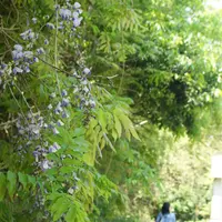 アンティークカフェロードの写真・動画_image_74783