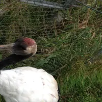 星野リゾート リゾナーレトマムの写真・動画_image_75118