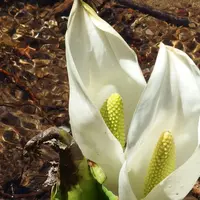 尾瀬の写真・動画_image_75466