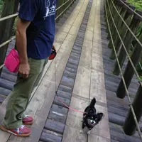 花貫渓谷の写真・動画_image_75578