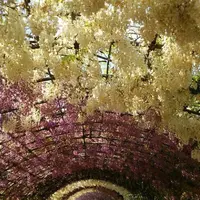 北九州市河内藤園の写真・動画_image_75666