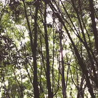 国営昭和記念公園の写真・動画_image_75669