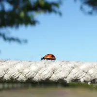 みさと芝桜公園の写真・動画_image_75718
