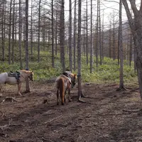 森の馬小屋の写真・動画_image_75807