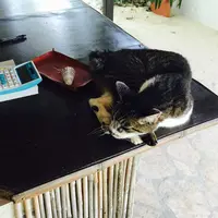 Pani Paniの写真・動画_image_75870