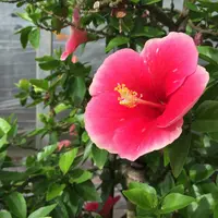 ユートピアファーム宮古島の写真・動画_image_75876