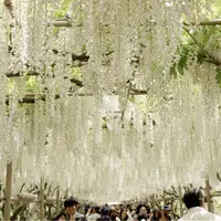 あしかがフラワーパークの写真・動画_image_76023
