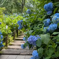 明月院（あじさい寺）の写真・動画_image_764182