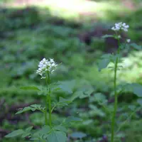 御岩神社の写真・動画_image_76513