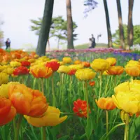 国営ひたち海浜公園の写真・動画_image_76528