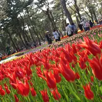 国営ひたち海浜公園の写真・動画_image_76529