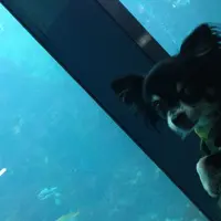 下田海中水族館の写真・動画_image_76749