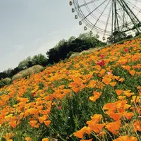 国営ひたち海浜公園の写真・動画_image_77230