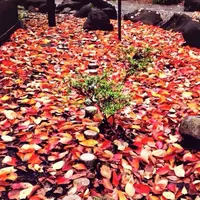 桃園川緑道の写真・動画_image_77256