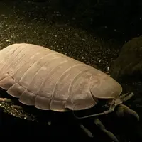 新江ノ島水族館の写真・動画_image_77446
