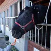 帯広競馬場（ばんえい十勝）の写真・動画_image_77766