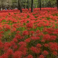 巾着田の写真・動画_image_782754