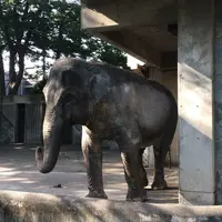 井の頭自然文化園の写真・動画_image_78487