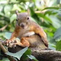 井の頭自然文化園の写真・動画_image_78503