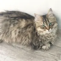 Moff animal cafe iias つくば店の写真・動画_image_78583