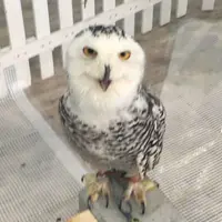 Moff animal cafe iias つくば店の写真・動画_image_78584