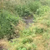 都立野川公園の写真・動画_image_78768