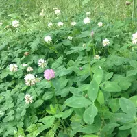 都立野川公園の写真・動画_image_78770