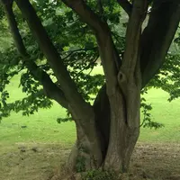 都立野川公園の写真・動画_image_78771