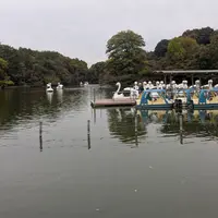 井の頭公園の写真・動画_image_789645