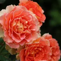 河口湖音楽と森の美術館（旧：オルゴールの森）の写真・動画_image_79691