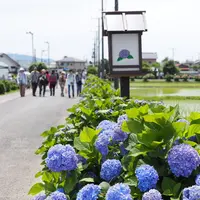 開成あじさいの里の写真・動画_image_79910