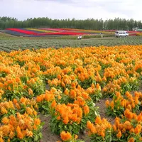 美瑛では？の写真・動画_image_8002