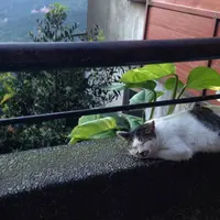 九份老街 Jiufen Old Streetの写真・動画_image_80065