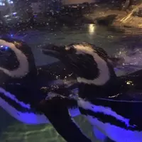 すみだ水族館の写真・動画_image_81400