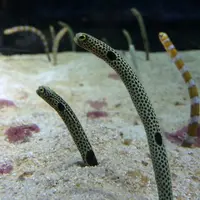 すみだ水族館の写真・動画_image_81402