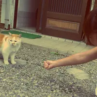 清水屋の写真・動画_image_8225