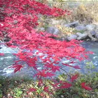 大出の吊り橋の写真・動画_image_8238