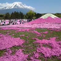 富士芝桜まつり事務局の写真・動画_image_8253