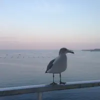 ホテル観洋の写真・動画_image_8326