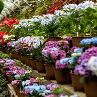 富士花鳥園の写真・動画_image_8363