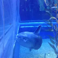 海遊館の写真・動画_image_8378