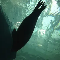 海遊館の写真・動画_image_8379