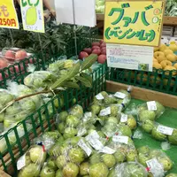 JAファーマーズマーケットやんばるの写真・動画_image_8390