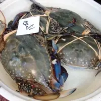 鈴木鮮魚店の写真・動画_image_8669