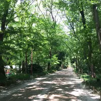 下鴨神社（賀茂御祖神社）の写真・動画_image_88711